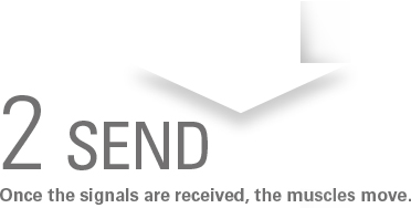 2 SEND / Once the signals are received, the muscles move.